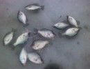 crappies_on_the_ice