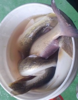 cid_1cc7396d-3496-4b39-8a93-bbeb3a0d7ea4