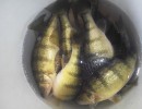 perch_in_hole